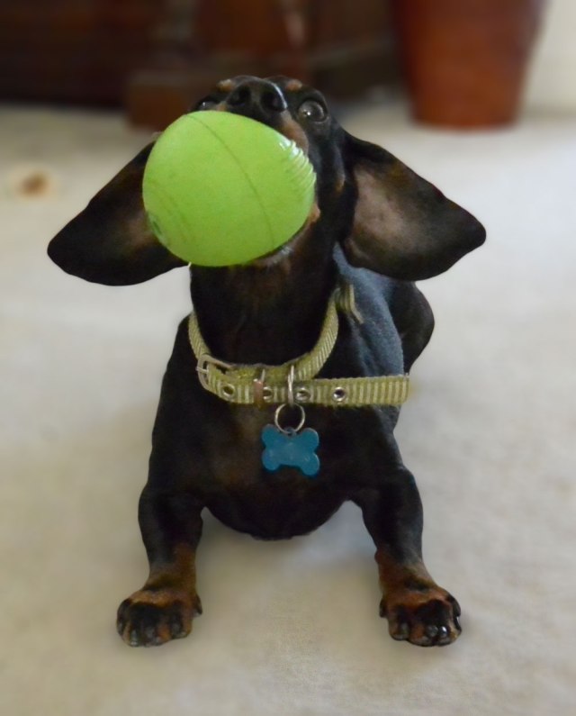 Bronnie the dachshund with his ball in his mouth